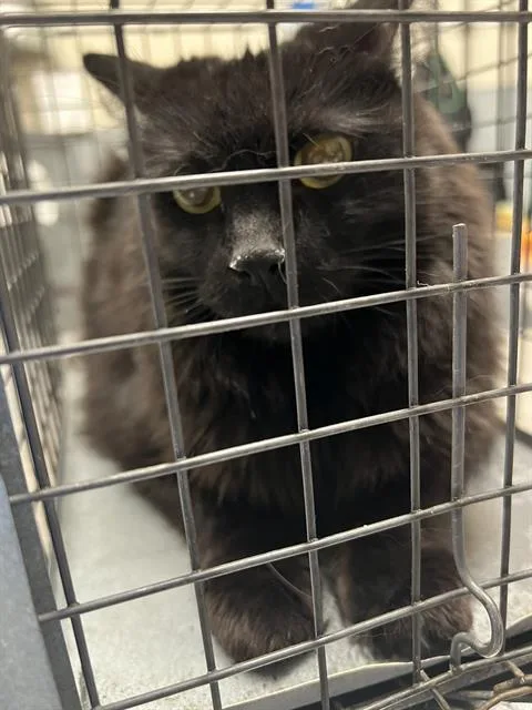 An adult large-sized female Domestic Long Hair cat named Mia for adoption in Las Vegas, NV