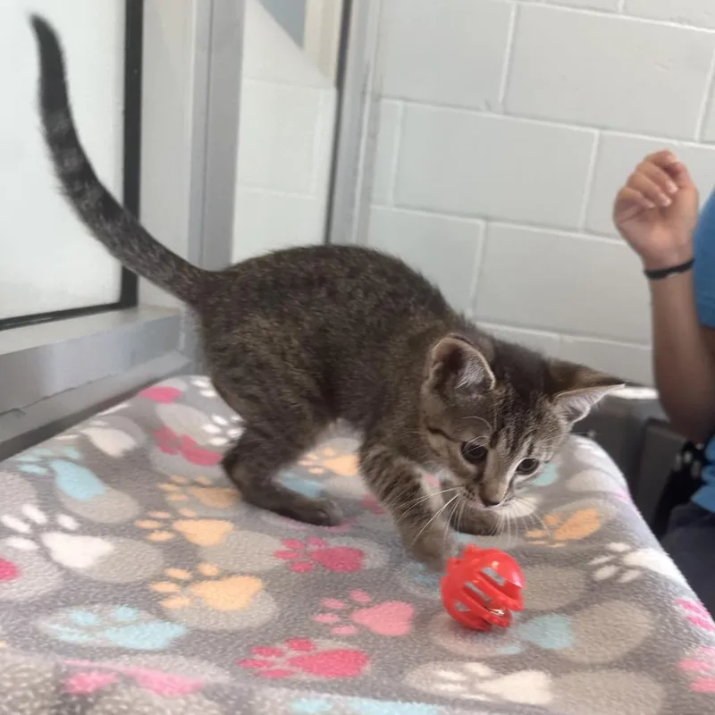 A baby small-sized female Brown / Chocolate Domestic Short Hair cat named Paloma for adoption in Naples, FL