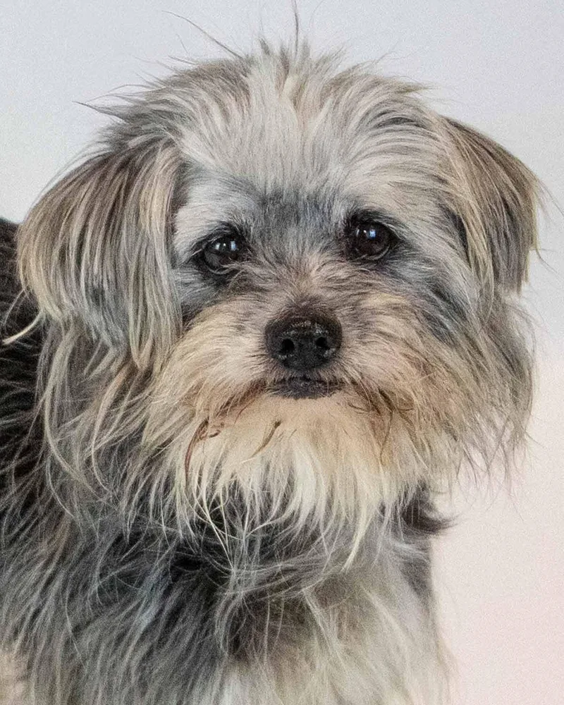 A senior small-sized female Terrier dog named Rae for adoption in Kennesaw, GA