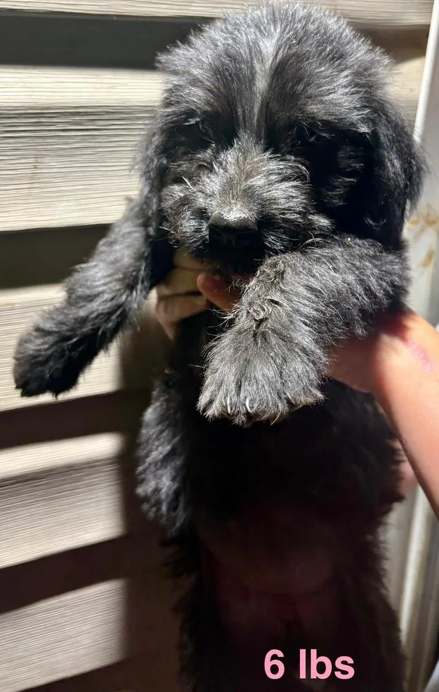 A baby large-sized male Tricolor (Brown, Black, & White) Labrador Retriever dog named Dahlbeck Fisher for adoption in Broomfield, CO