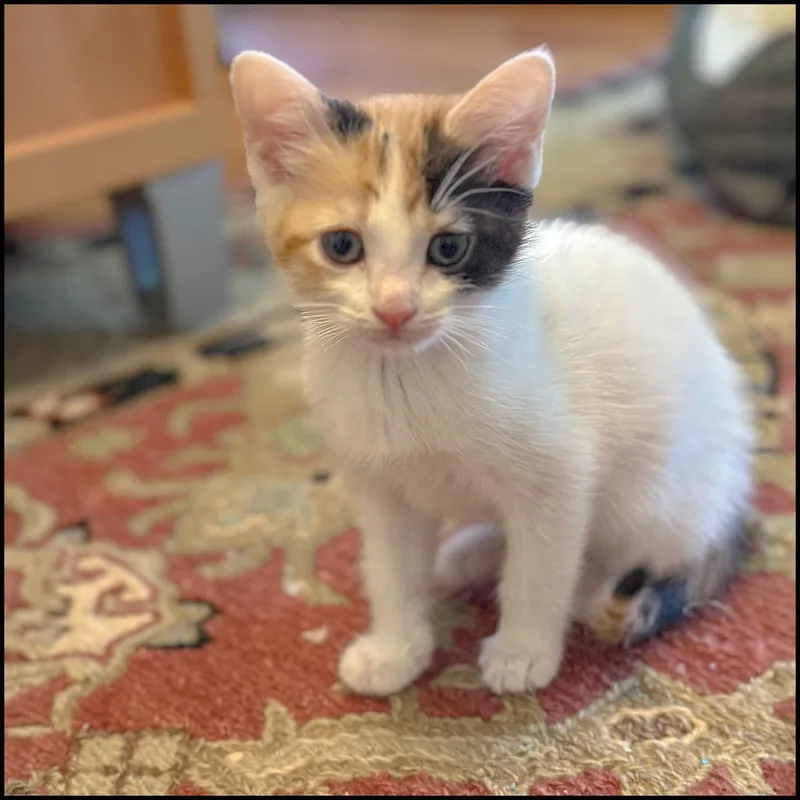 A young medium-sized female Calico Domestic Short Hair cat named Kayden for adoption in Roswell, GA