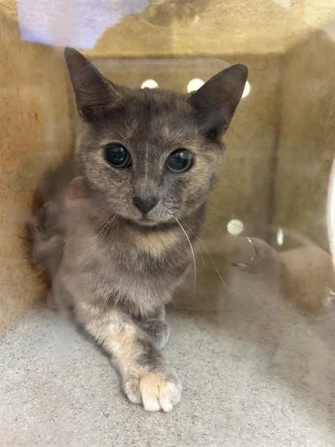 An adult medium-sized female Domestic Short Hair cat named Storm for adoption in Louisville, KY