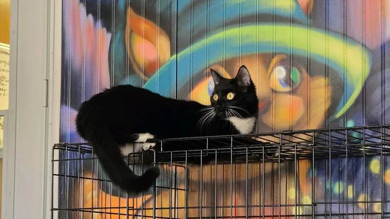 A young medium-sized female Domestic Short Hair cat named Cinder for adoption in Bethel Park, PA