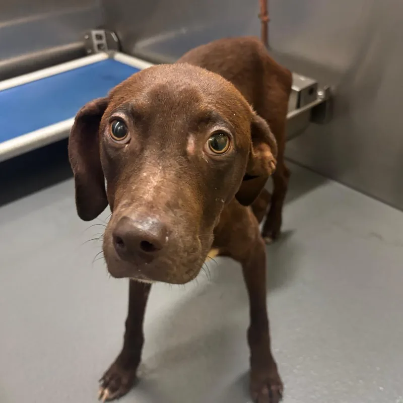 A baby medium-sized male Brown / Chocolate Mixed Breed dog named Miller for adoption in Memphis, TN