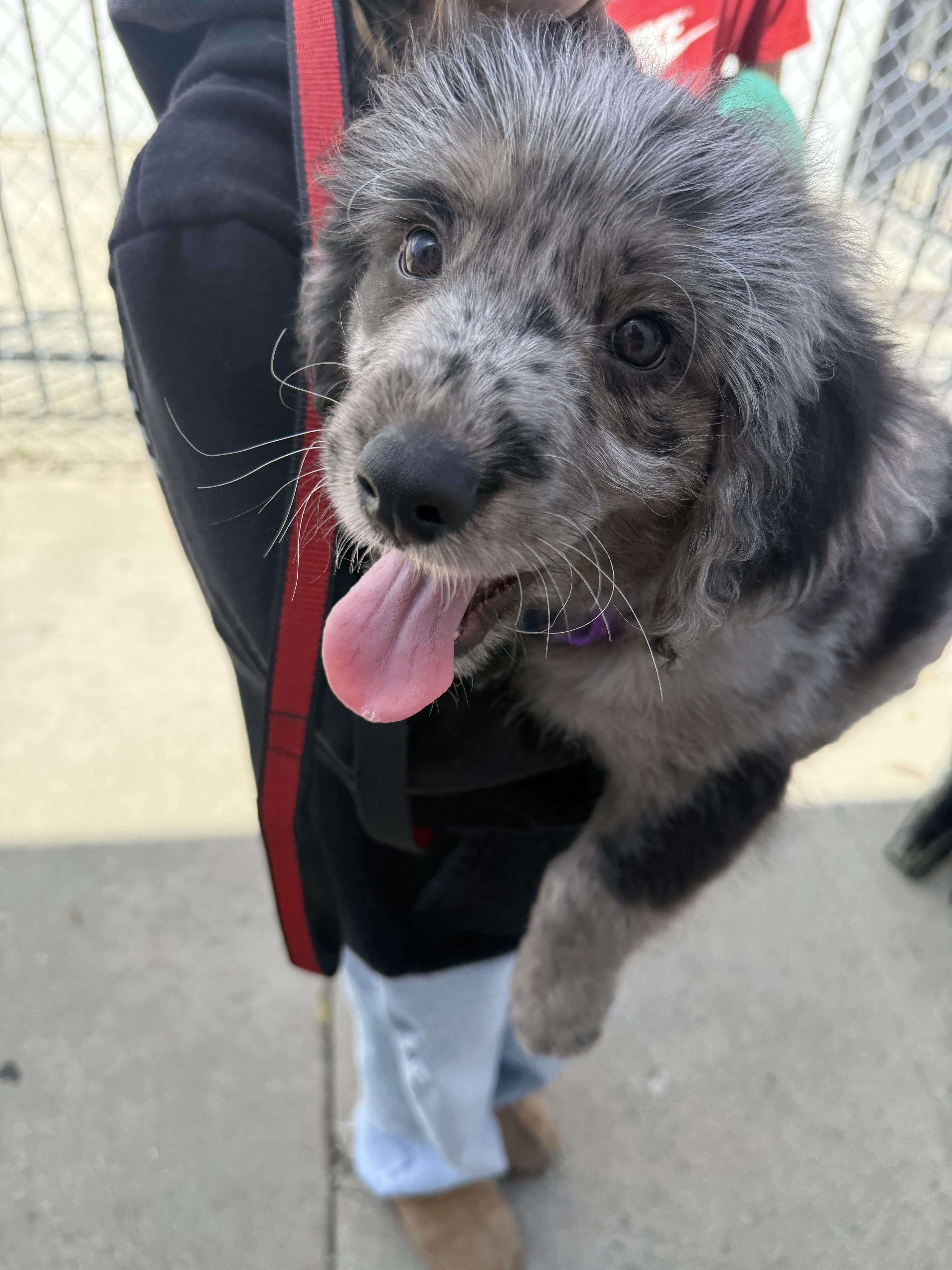 A baby medium-sized male Gray / Blue / Silver Australian Shepherd dog named Tigre for adoption in Pasadena, CA