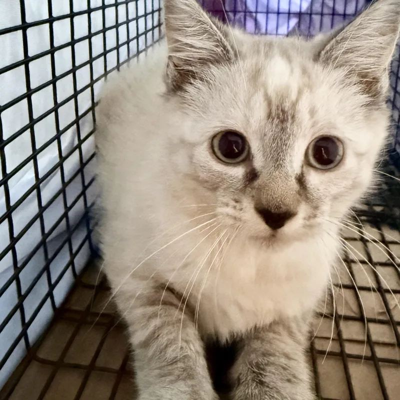 A baby small-sized female Buff & White Domestic Short Hair cat named Liza for adoption in West Mifflin, PA
