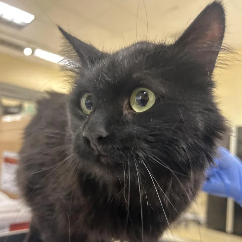 A young medium-sized male Black Domestic Long Hair cat named Orzo for adoption in Park City, UT