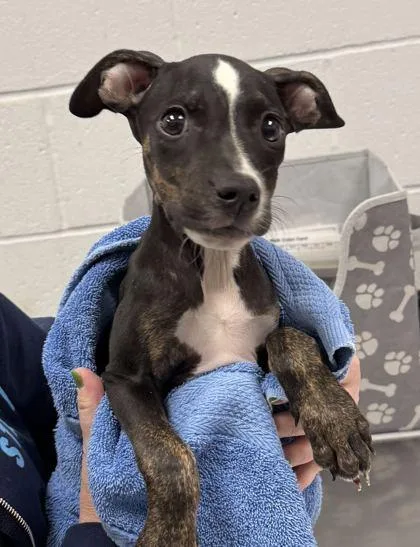 A baby small-sized male Black Mixed Breed dog named Forrest for adoption in Kansas City, MO