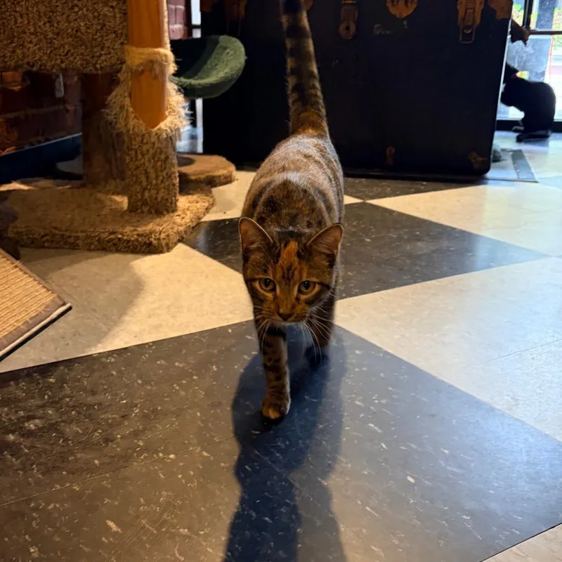 A young small-sized female Torbie Domestic Short Hair cat named Bourbon for adoption in Evansville, IN