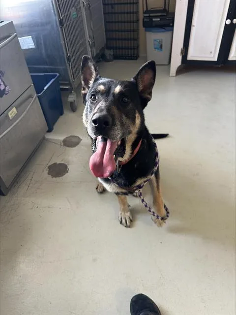 An adult large-sized male German Shepherd Dog dog named Jefferson for adoption in Santa Cruz, CA