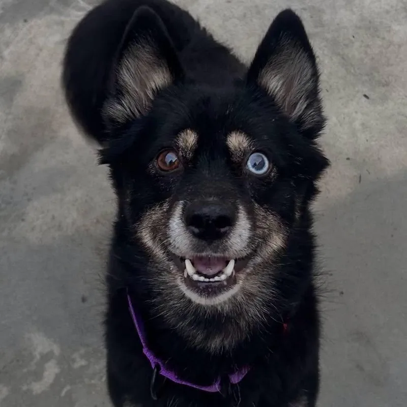 An adult medium-sized female Bicolor Mixed Breed dog named Lolly for adoption in Warren, OH