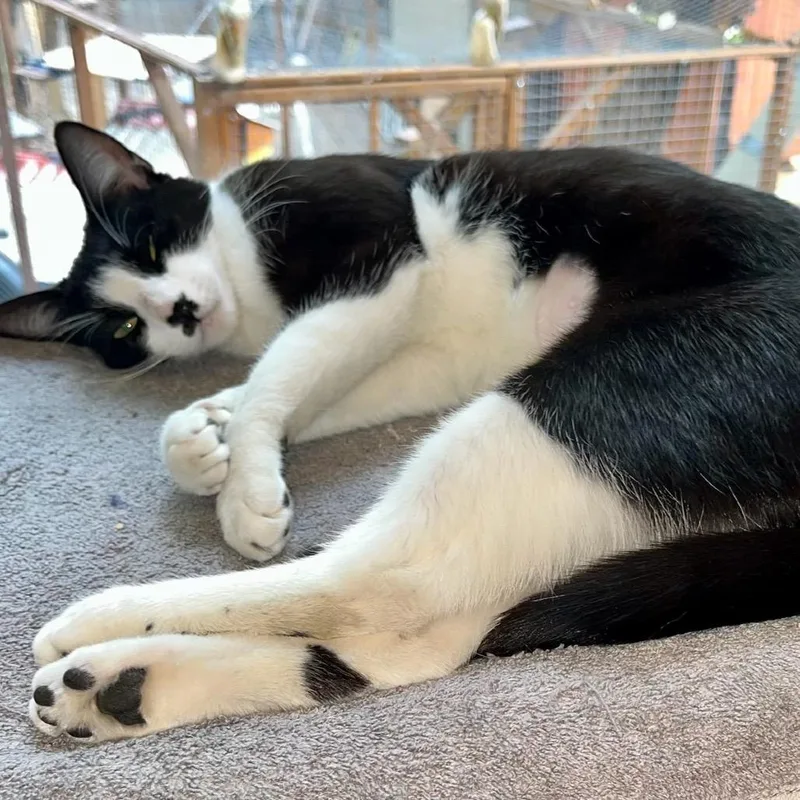 A young medium-sized female Black Domestic Short Hair cat named Jady for adoption in Middle Village, NY