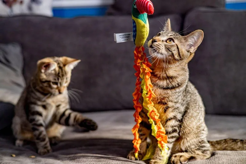 A baby medium-sized male Tabby (Brown / Chocolate) Domestic Short Hair cat named Dorito for adoption in Chicago, IL