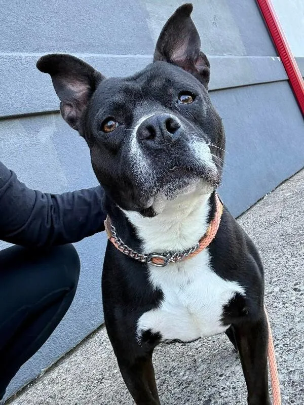 An adult medium-sized male Black Mixed Breed dog named Rey Mysterio for adoption in Miamitown, OH