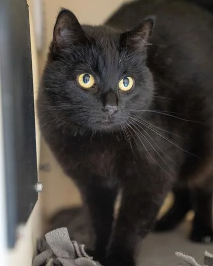 An adult medium-sized female Domestic Short Hair cat named Highway for adoption in Pequot Lakes, MN
