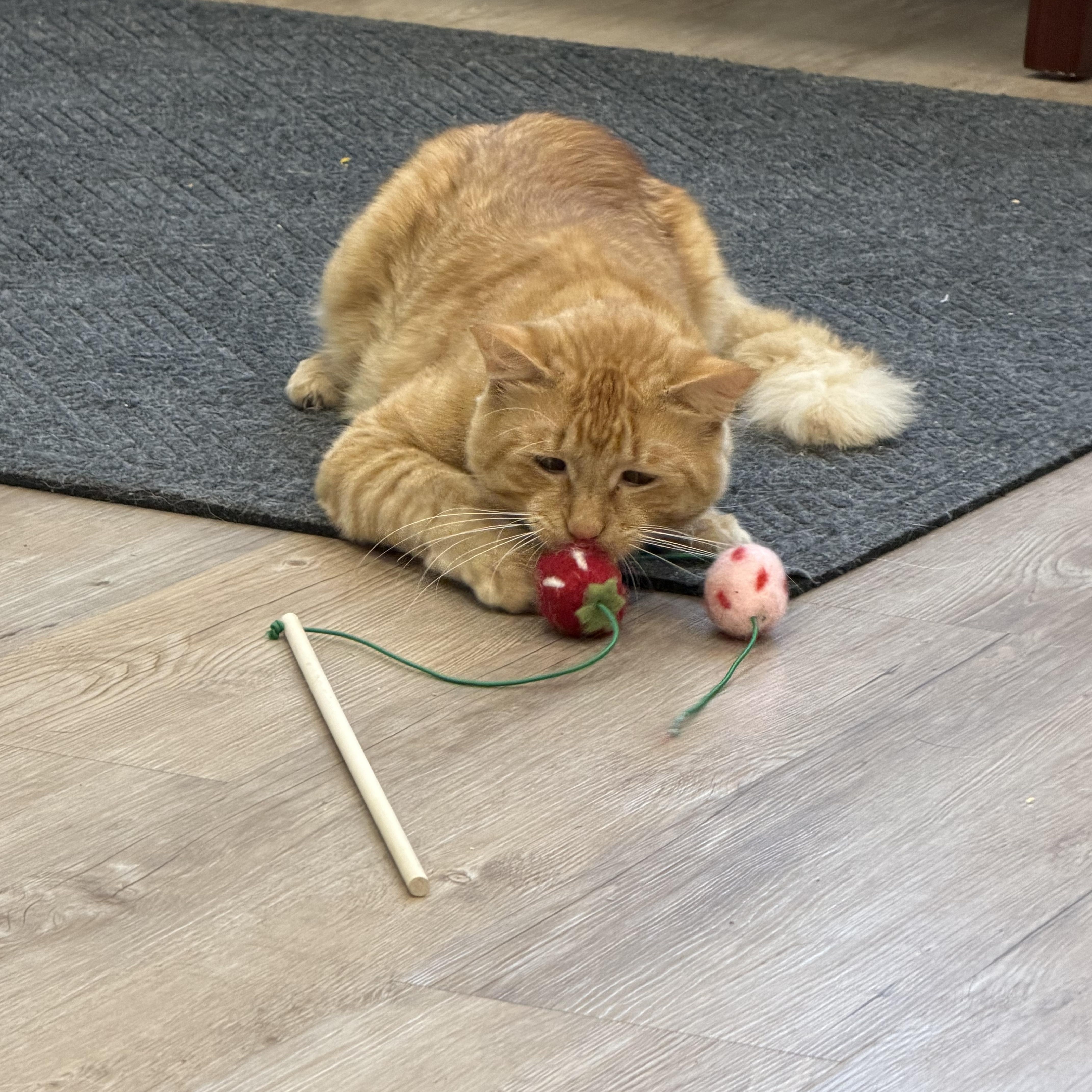 An adult large-sized male Domestic Medium Hair cat named Pumpkin for adoption in North Providence, RI
