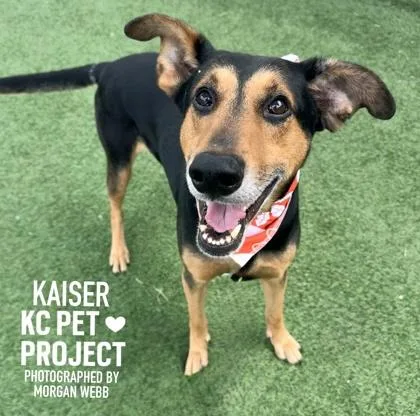 A senior large-sized male Black Doberman Pinscher dog named Kaiser for adoption in Kansas City, MO