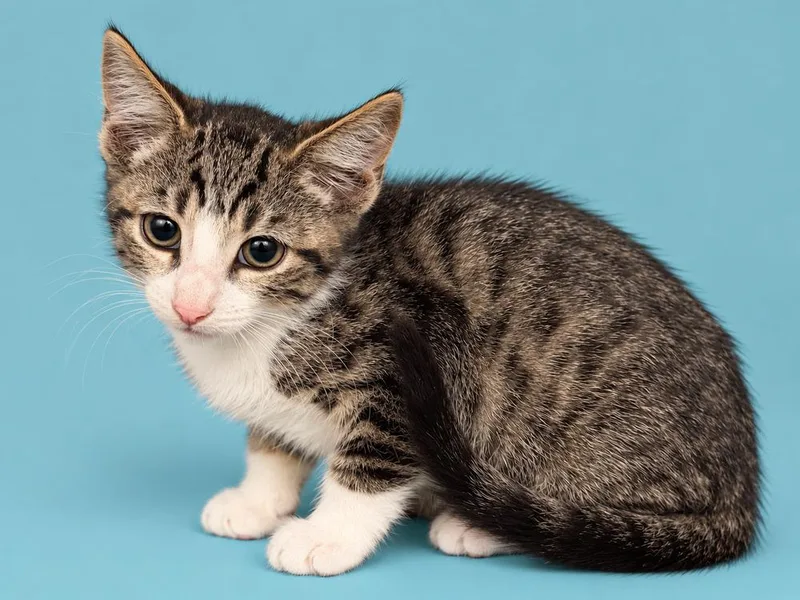 A baby medium-sized male Black & White / Tuxedo Domestic Short Hair cat named Jay for adoption in Emerald Isle, NC