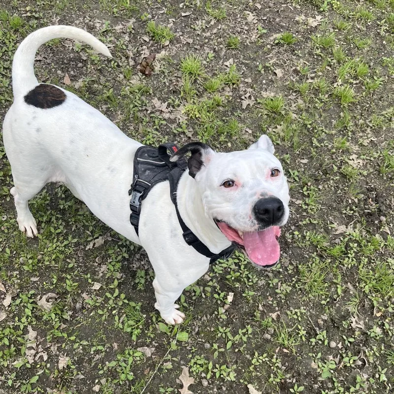 An adult large-sized female White / Cream Pit Bull Terrier dog named Sassy for adoption in Clanton, AL