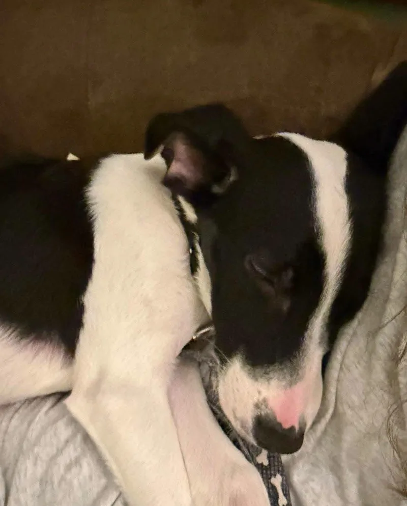 A baby medium-sized female Australian Cattle Dog / Blue Heeler dog named Harper for adoption in New London, WI