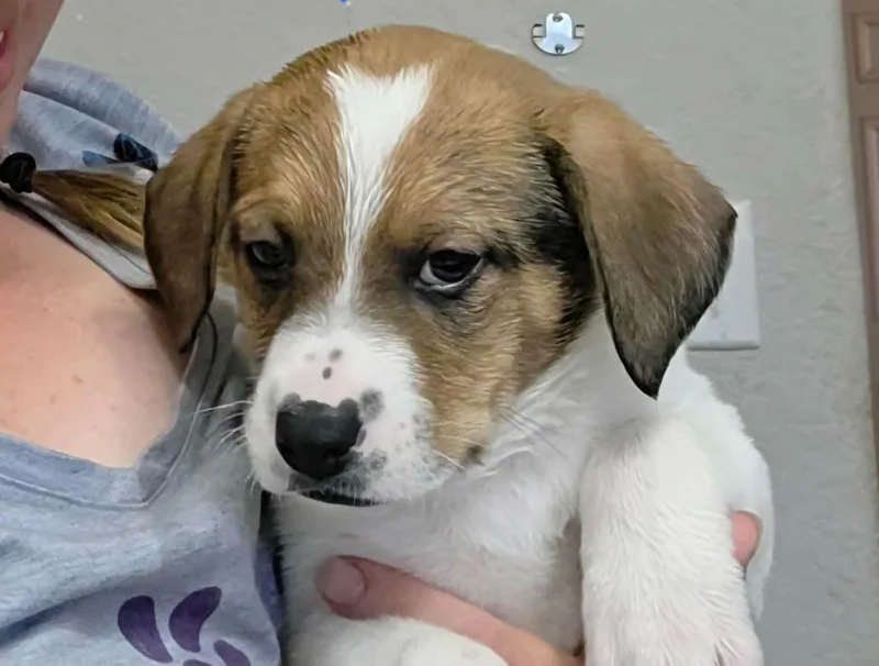 A baby medium-sized male Mixed Breed dog named Harvard for adoption in Mesa, AZ