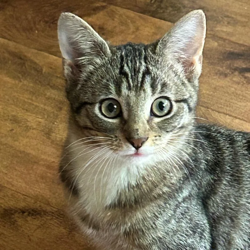 A baby small-sized female Brown / Chocolate Domestic Short Hair cat named Navi for adoption in Redwood City, CA