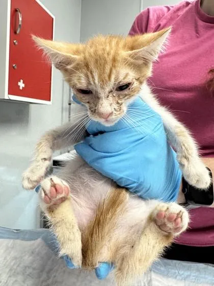 A young small-sized male Domestic Short Hair cat named B Milo for adoption in North Charleston, SC