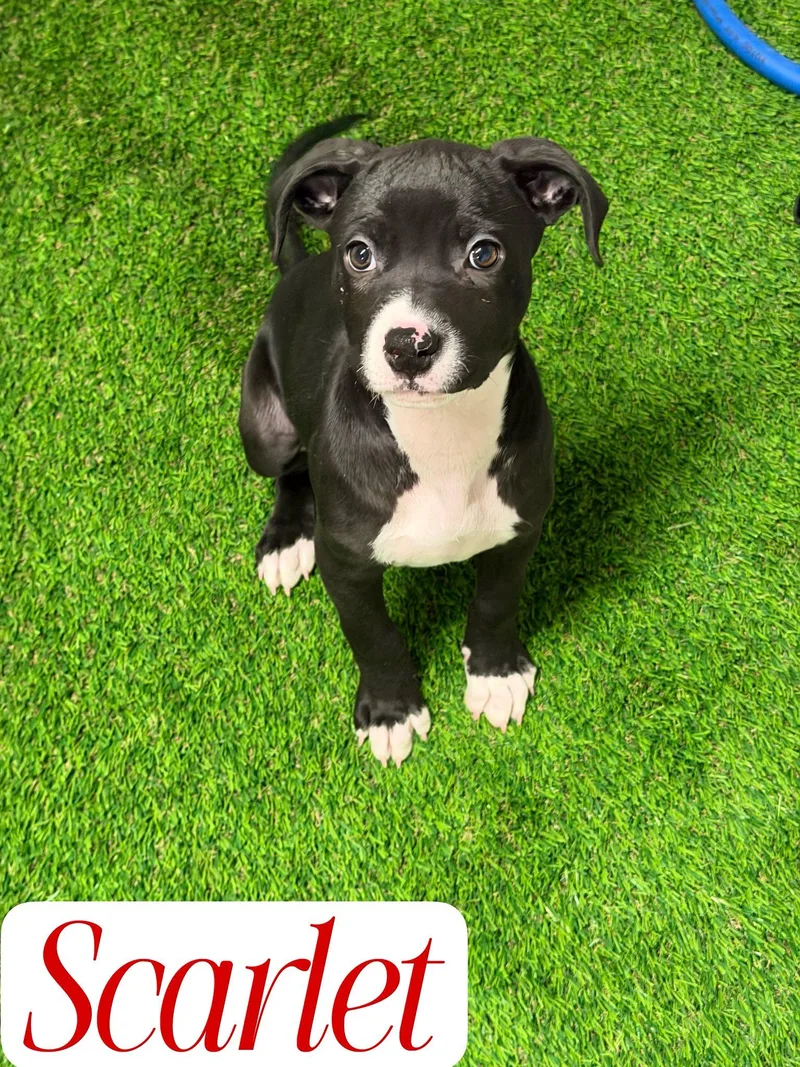 A baby medium-sized female Bicolor Pit Bull Terrier dog named Scarlet for adoption in Hewitt, NJ