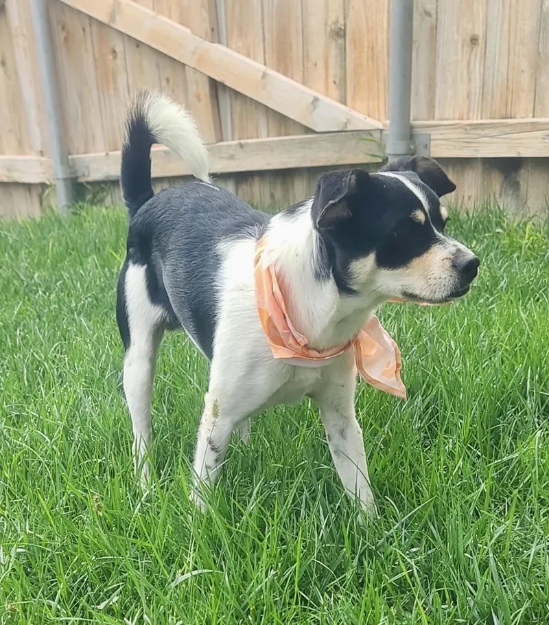 A baby small-sized male Tricolor (Brown, Black, & White) Rat Terrier dog named Jack for adoption in Pelham, NH
