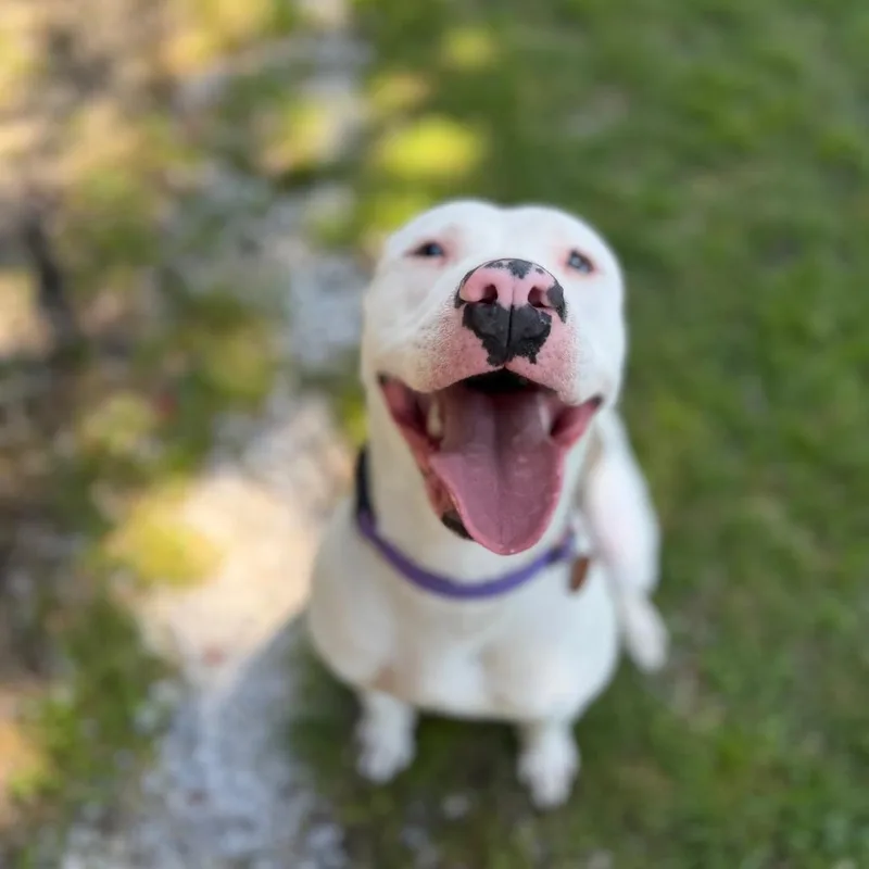 Delilah