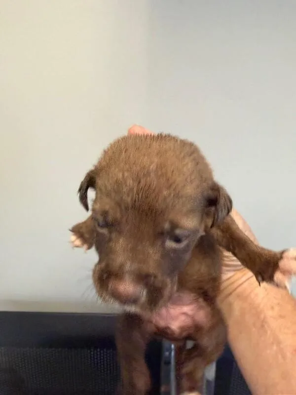 Chicken thumbnail 2