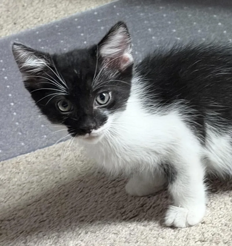 A baby medium-sized male Black & White / Tuxedo Domestic Short Hair cat named Oreo for adoption in Cincinnati, OH