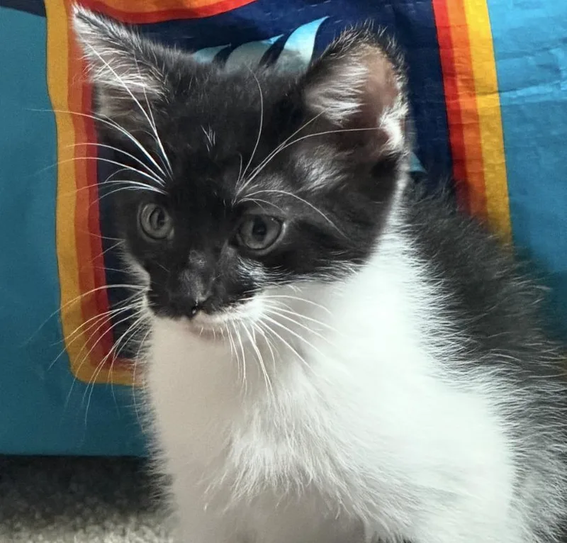 Oreo thumbnail 4