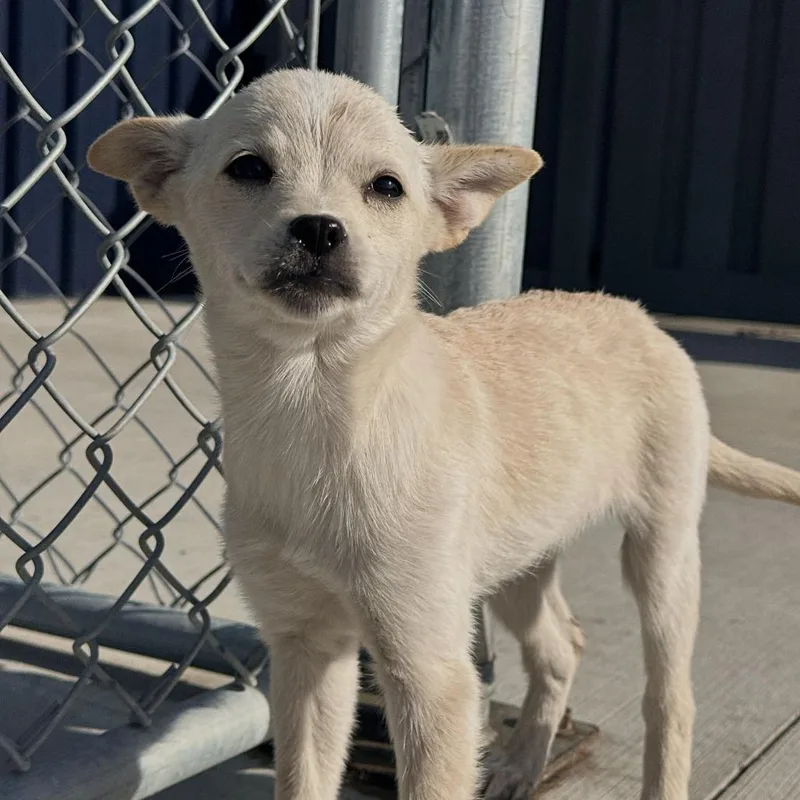 A baby medium-sized female White / Cream Chihuahua dog named Sabrina for adoption in Matteson, IL