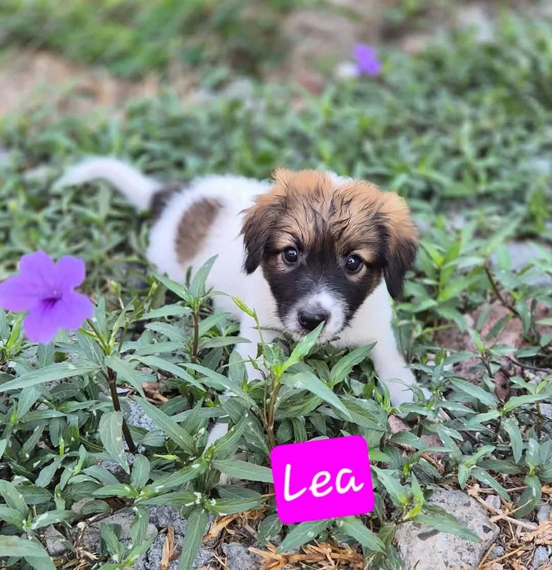 Lea thumbnail 2