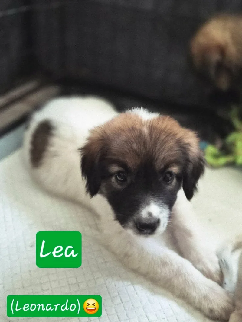 Lea thumbnail 3
