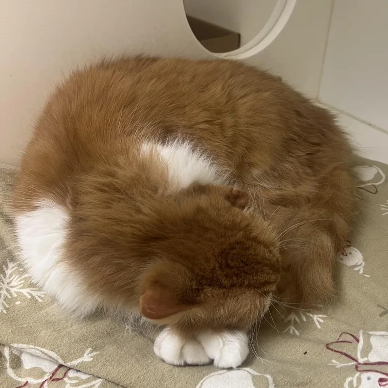 A senior large-sized male Orange / Red Domestic Long Hair cat named Arlo for adoption in Philadelphia, PA