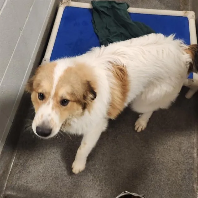 An adult large-sized male Australian Shepherd dog named Lex for adoption in Huntsville, AL