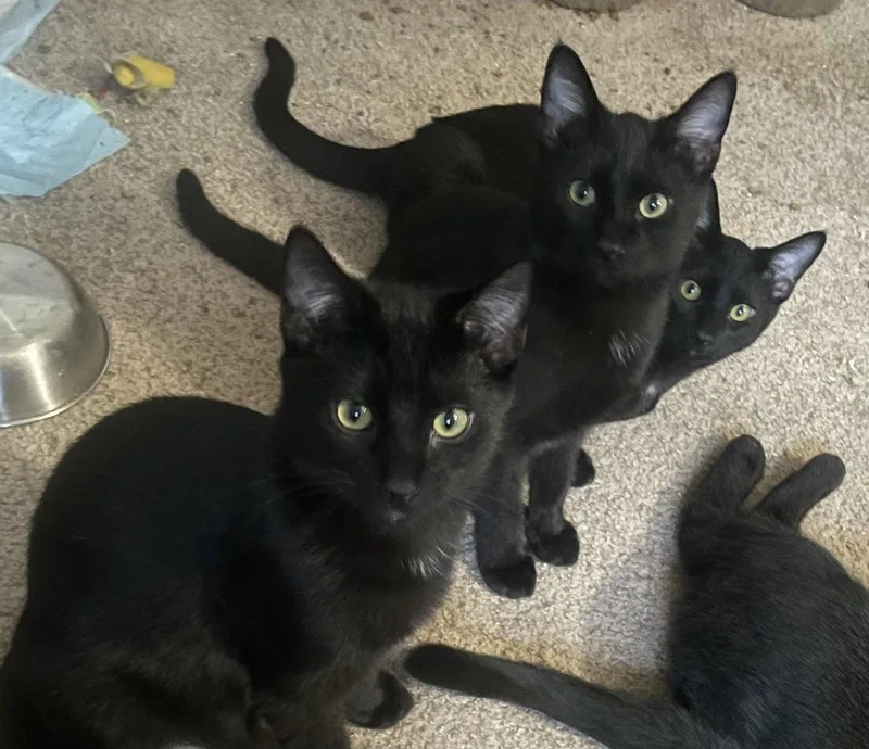 A baby medium-sized female Bombay cat named Orbit  Star  for adoption in Atlanta, GA