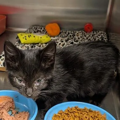 A baby small-sized female Black Domestic Short Hair cat named Nightfall for adoption in Hannibal, MO