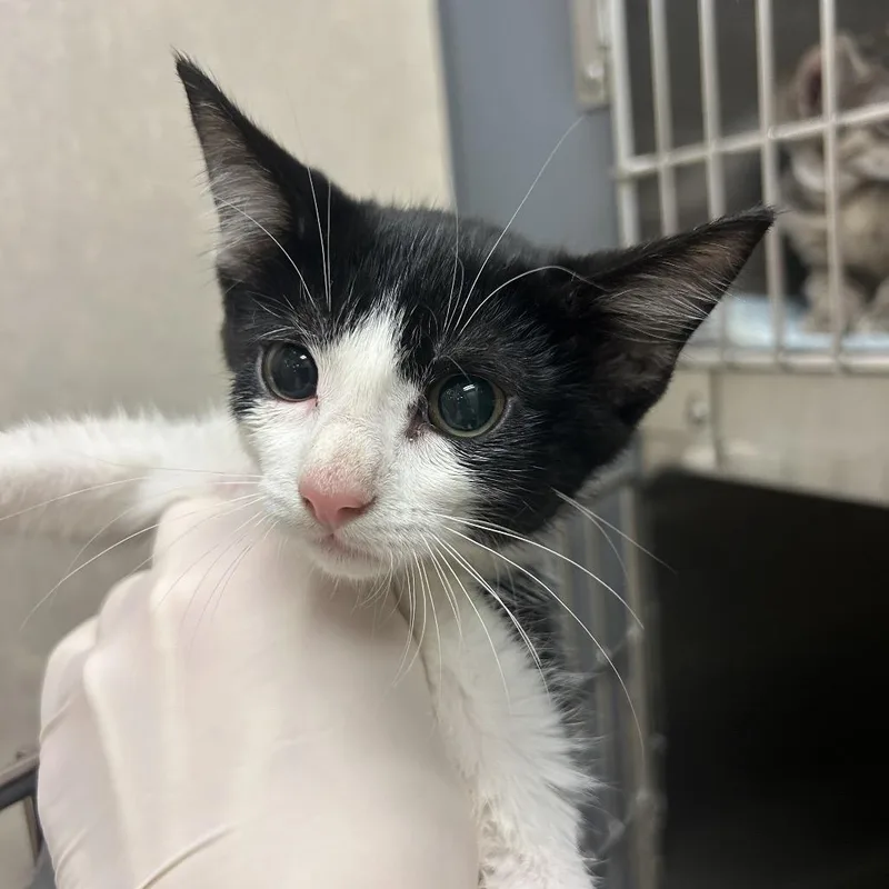A baby small-sized female Domestic Short Hair cat named Uno for adoption in Jacksonville, FL