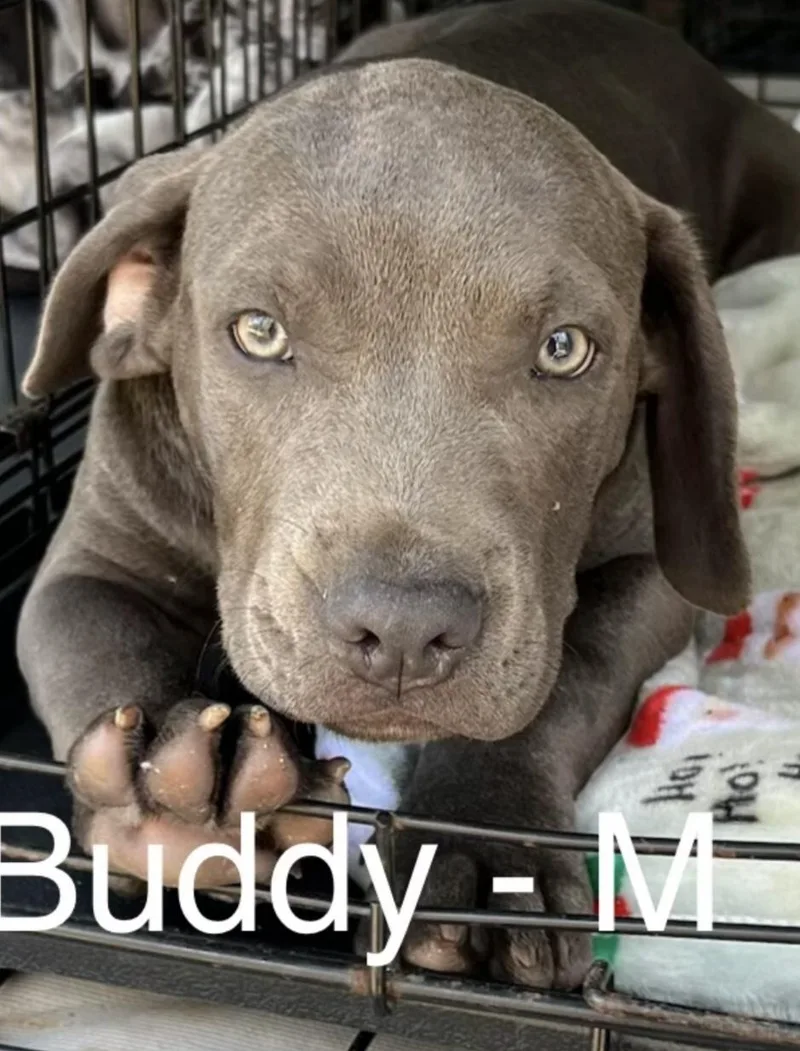 A baby large-sized male Gray / Blue / Silver Weimaraner dog named Buddy for adoption in Parma, OH