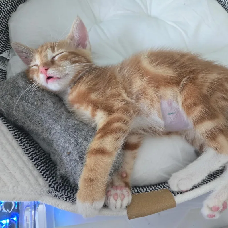 A baby small-sized male Orange / Red Domestic Short Hair cat named Gordo for adoption in Chapel Hill, NC