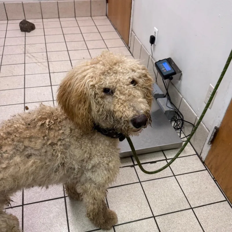 A young medium-sized male Yellow / Tan / Blond / Fawn Mixed Breed dog named Maruchan for adoption in Charleston, WV