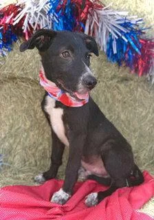 A baby large-sized male Border Collie dog named Kennedy Puppy for adoption in Pleasanton, TX