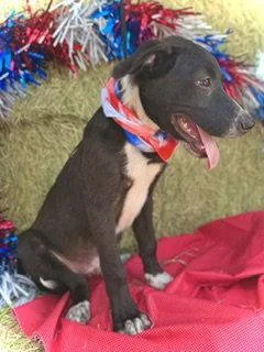 Kennedy Puppy thumbnail 3