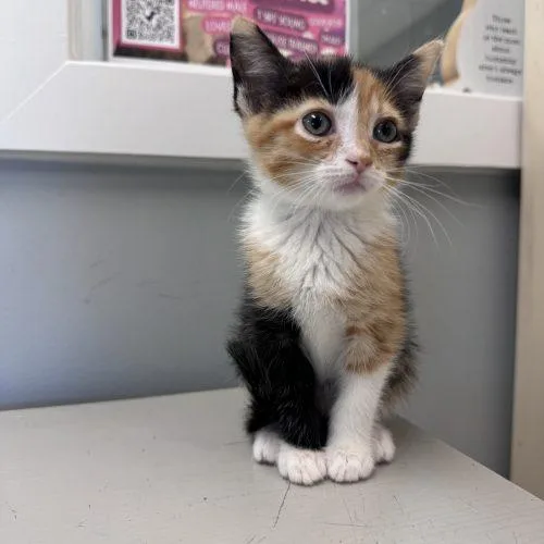 A baby small-sized female Calico Domestic Short Hair cat named Razzles for adoption in Toms River, NJ