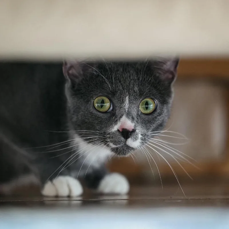 An adult small-sized female Gray / Blue / Silver Domestic Short Hair cat named Artemis for adoption in Plainfield, IL