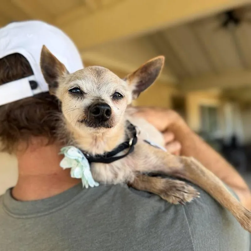 A senior small-sized female Yellow / Tan / Blond / Fawn Wirehaired Terrier dog named Salma for adoption in Ramona, CA
