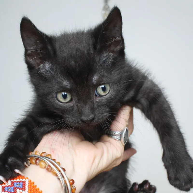 A baby small-sized male Black Domestic Short Hair cat named Presto C for adoption in Minnetonka, MN